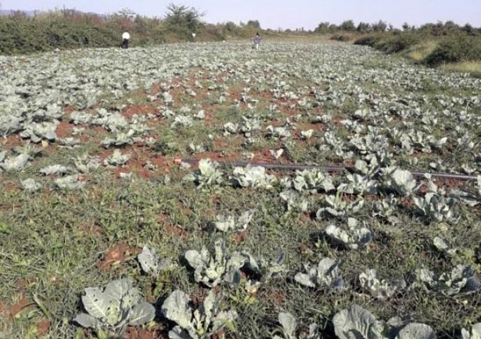 Kələm sovkası yayılıb