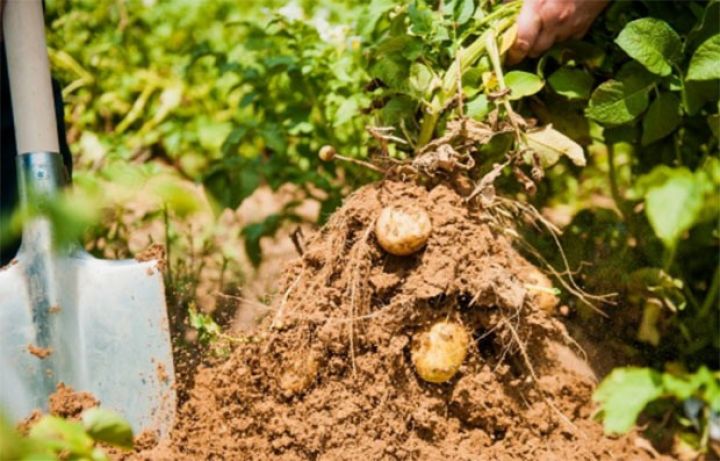 Sənaye üsulu ilə əkib, 3-4 dəfə çox məhsul yığırlar