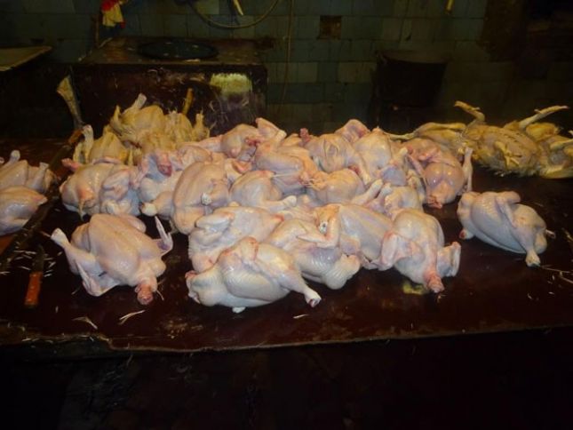 Daha bir qanunsuz toyuq sexi aşkarlandı - FOTOLAR