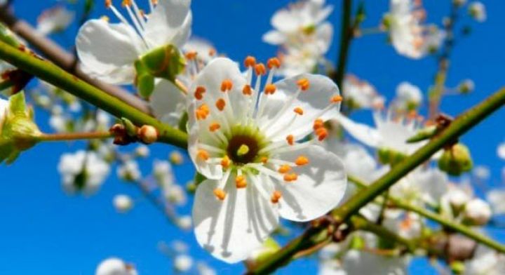 Bazar gününün hava proqnozu açıqlandı