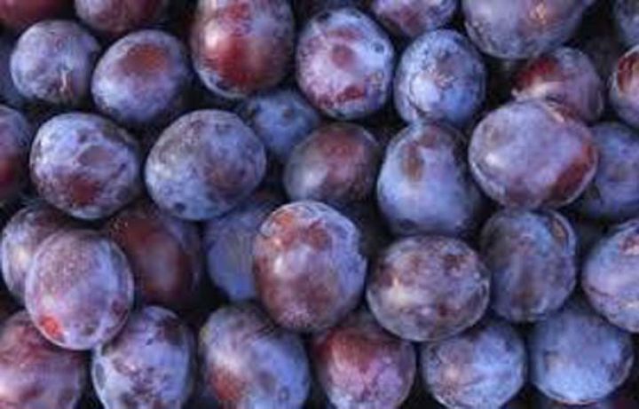 Azərbaycandan Rusiyaya aparılan gavalıda ziyanverici tapılıb