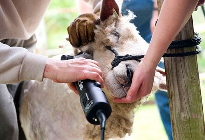 Heyvanların qırxım-çimizdirilmə məntəqələri tikiləcək