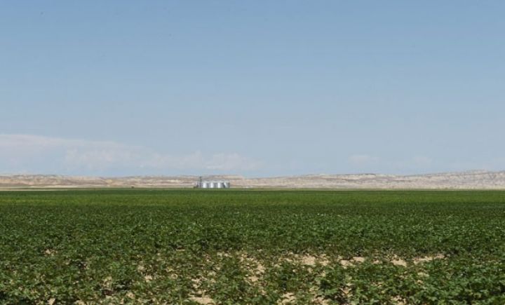 Xoş havanın kənd təsərrüfatına bəd “müjdə”si