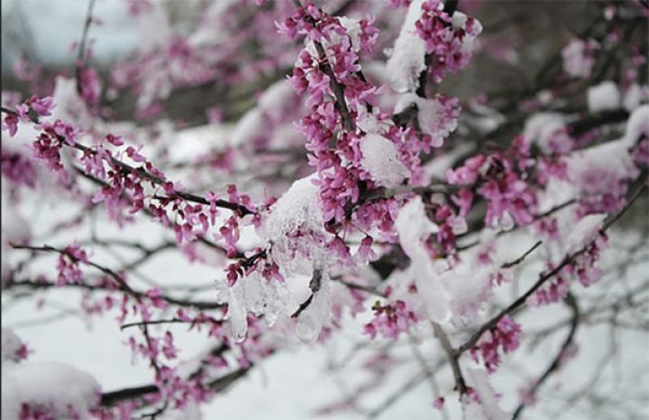 Mart ayına olan hava proqnozu açıqlandı