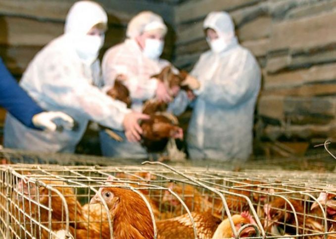 Quşçuluq təsərrüfatlarında monitorinqlər keçirilib, quşlardan qan nümunələri götürülüb