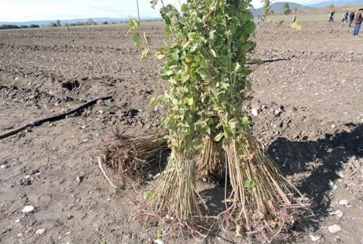 Bu il Qəbələdə 400 hektarda yeni fındıq bağları salınacaq