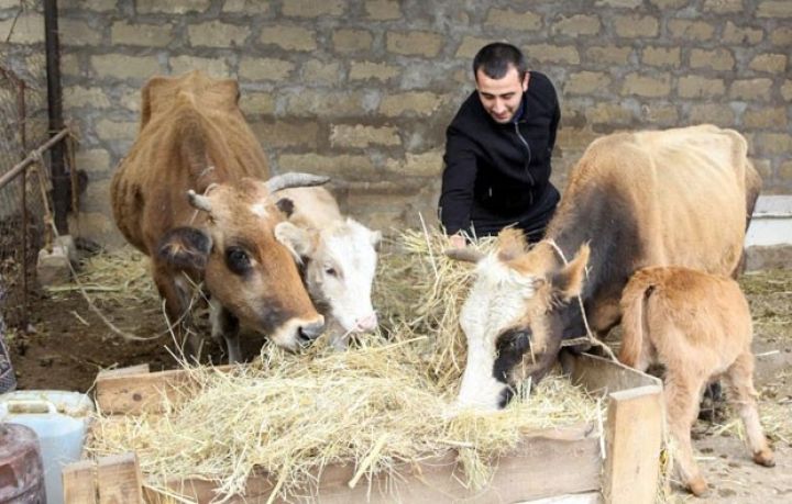 Deputatlar nazirliyin vətəndaşlara qoca və arıq heyvan verməsini tənqid etdilər