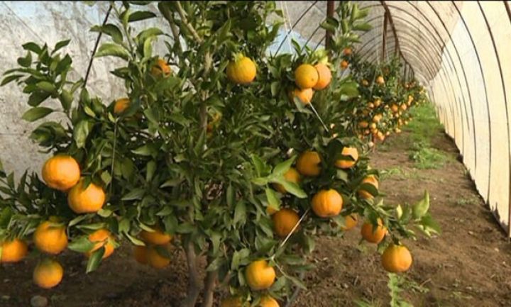 Hallabonq bağlarının sahəsi 100 hektara çatdı