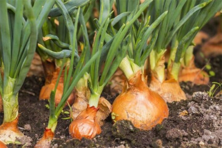 “Qarabağ-Aran Soğan İstehsalçıları və İxracatçıları Assosiasiyası” İctimai Birliyi təsis olunub