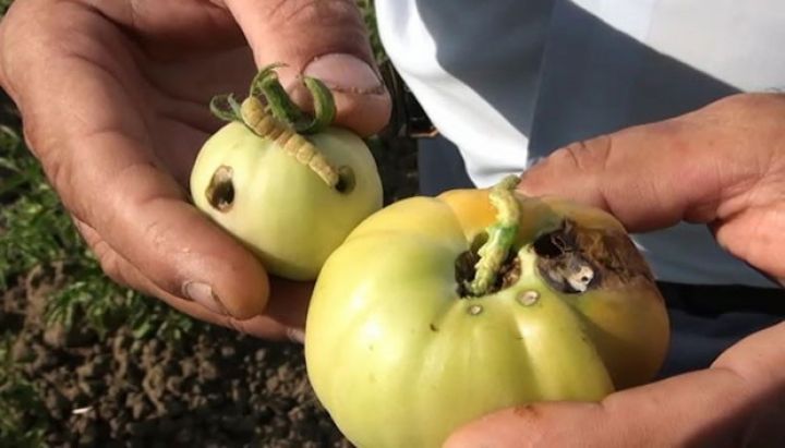 Pomidor sahələrinə ziyanvericilər daraşıb - MƏHSULU ZAY EDİR