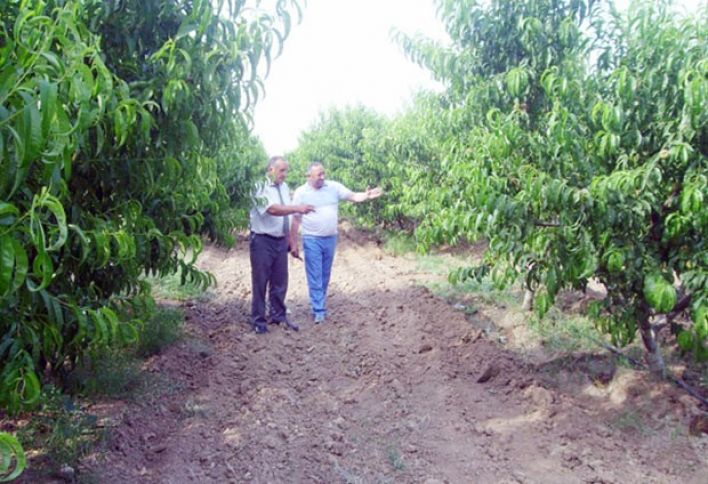 "Meyvələri qurudub satmağı nəzərdə tuturuq"