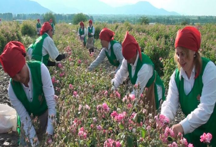 125 hektar plantasiyadan 280 ton gül ləçəyi toplanıb
