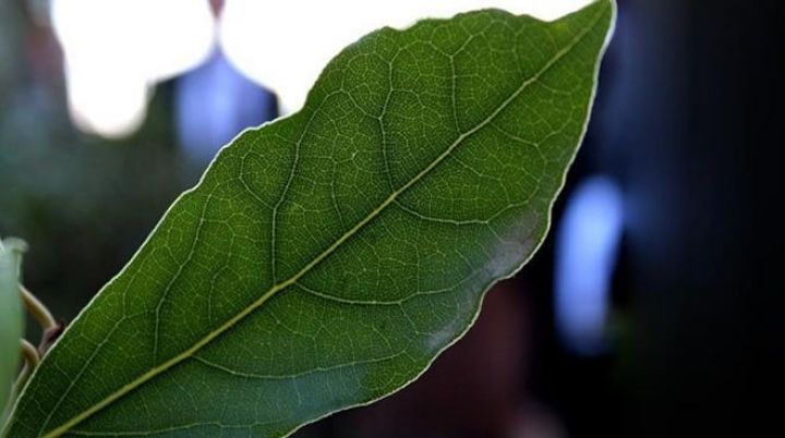 Yarpağını 10 avroya, yağını isə 80 avroya satırlar