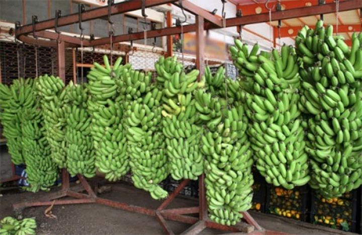 Azərbaycanda istixana bananları yetişdiriləcək