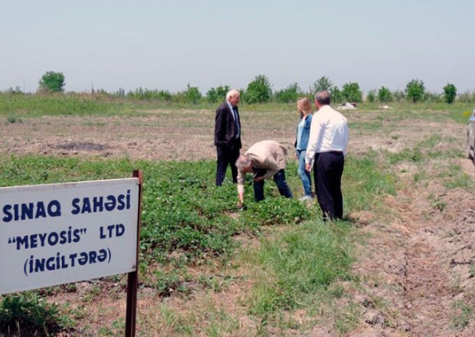 Azərbaycanda İngiltərədən gətirilən giləmeyvə sortları becəriləcək