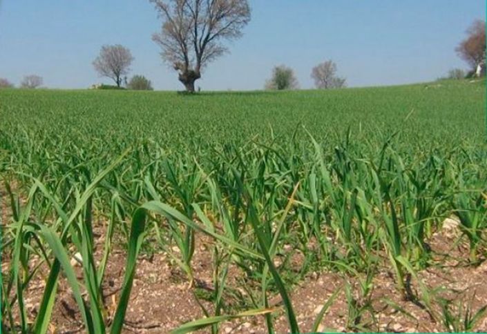 “Artıq sifariş almışam, məhsulu Rusiya bazarlarına göndərəcəm”