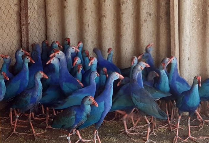 Nadir quşların saxlanıldığı təsərrüfat - Azərbaycanda 