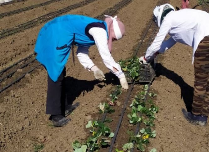 Çiyələk əkininə başlanılıb - Rusiya bazarlarına göndərilir