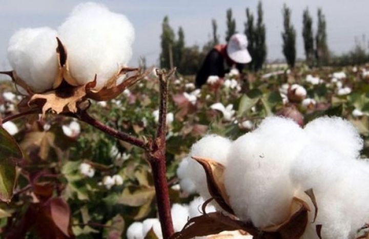 Pambıq tədarükünə dair operativ məlumat