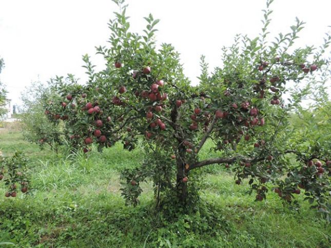 Kütləvi yığımına başlanılır, qiyməti 50-60 qəpikdir