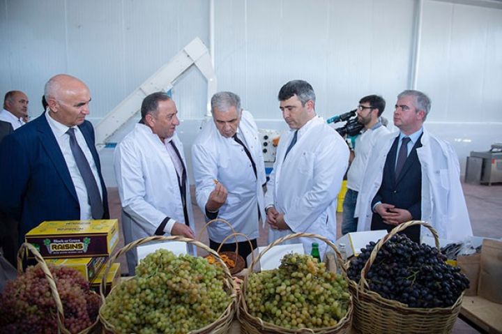 Azərbaycanda ozon üsulu ilə kişmiş istehsal ediləcək - NAZİR MÜƏSSİSƏDƏ OLUB