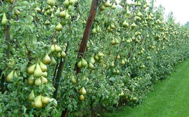 İnstitut direktorundan meyvəçilik üçün 1,1 milyard dollarlıq hesablama