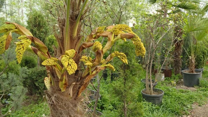 300 mindən çox dekorativ bitkinin olduğu bağ -  Qiymətlər 1500 manatadək çatır