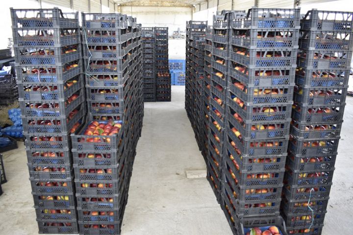 “Aqropat” Rusiyaya ixraca başlayıb