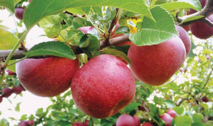 Alma ixracı azalıb