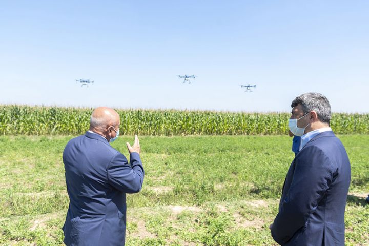 Azərbaycanda ilk dəfə qarğıdalı sahələri dronlar vasitəsilə dərmanlanıb