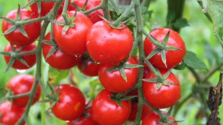 "Danışdıq, Rusiyaya məhsul ixracına icazə aldıq"