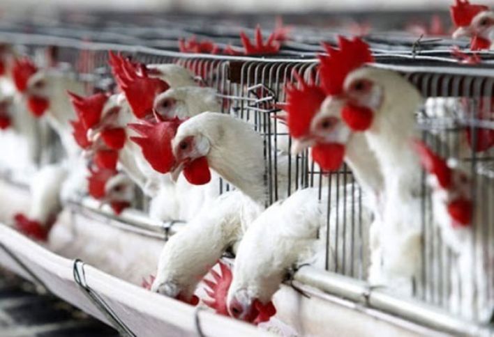 "Hacıqabul Quşçuluq" şirkətinin ləğvilə bağlı açıqlama