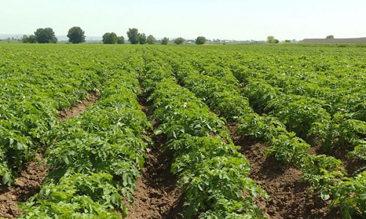 Bu fermer bir hektardan 35-40 ton kartof götürür