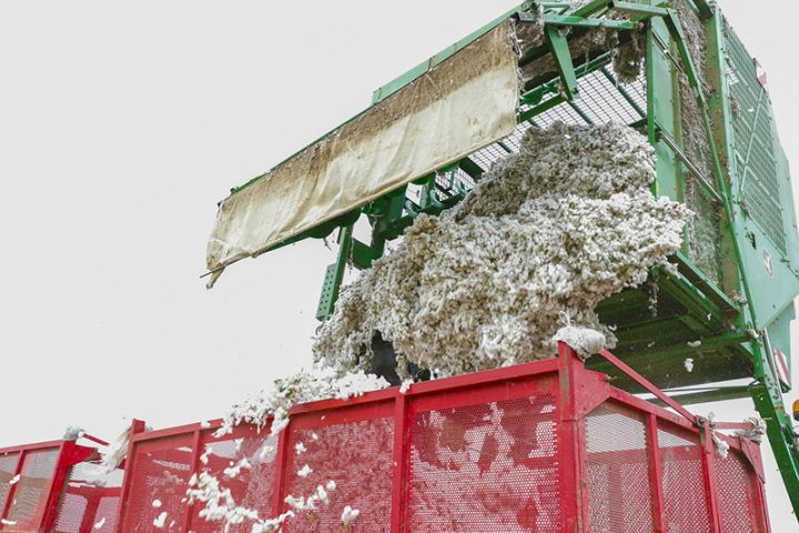 Ağdamın keçmiş təmas xəttinin sıfır nöqtəsində yerləşən kəndlərində pambıq yığımına başlanıldı
