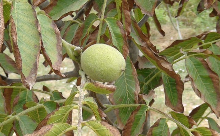 Salyanda ilk dəfə salınan qoz bağı məhsul verib