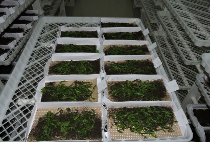 Nazirlik 30 min manata zavod layihələndirir