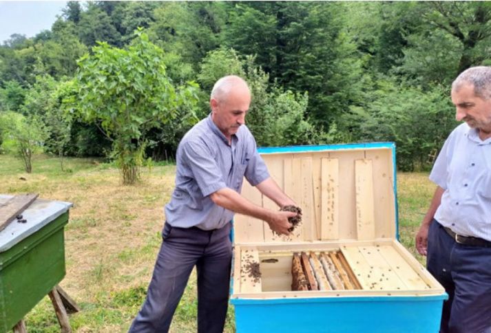 Arı ailələri naməlum səbəbdən kütləvi şəkildə qırılıb