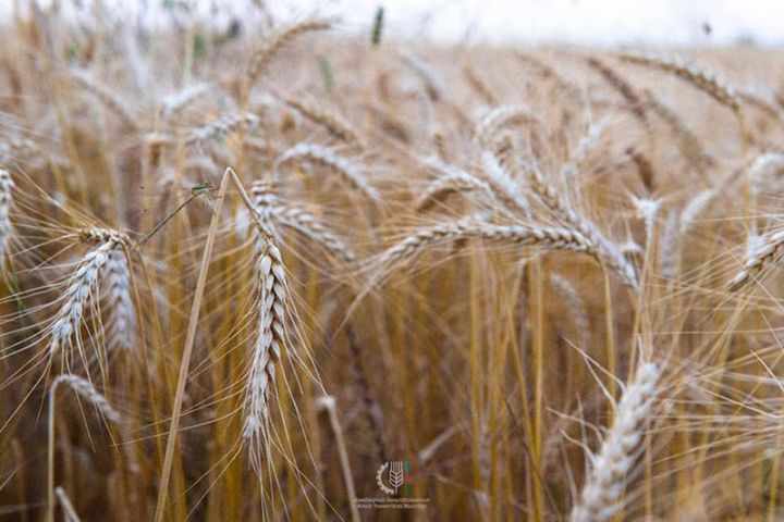Azərbaycanda bu günədək 1 milyon tondan çox taxıl yığılıb