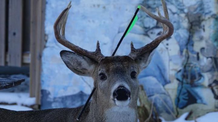 Kanadada marallarda koronavirus aşkarlandı