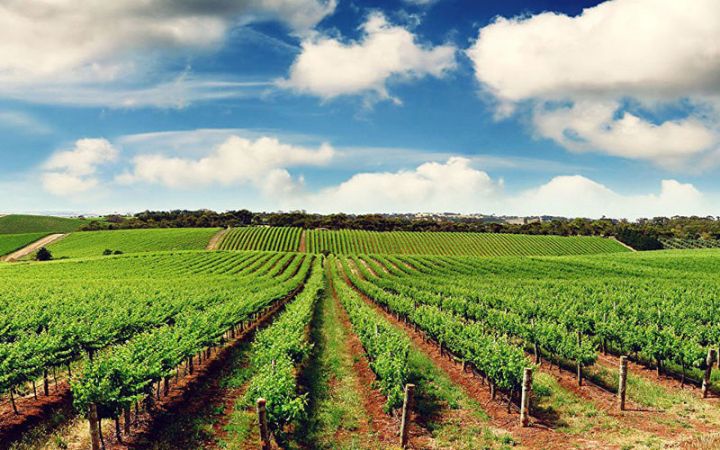 Azərbaycanda 3 ərazi Qlobal Əhəmiyyətli Aqrar İrs Sistemi kimi tanıdılacaq