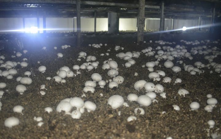 İldə 20-25 ton məhsul götürür, topdan 3 manata satır