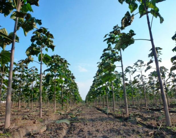 Azərbaycanın kurort şəhərində dünyada ən sürətlə böyüyən ağaclar əkilir