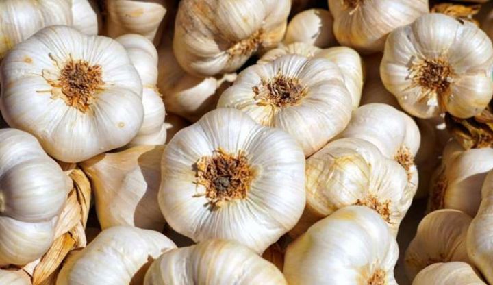 Fermerlər  sarımsağın böyük bir hissəsini sahələrdə ucuz satmaq məcburiyyətində qalırlar