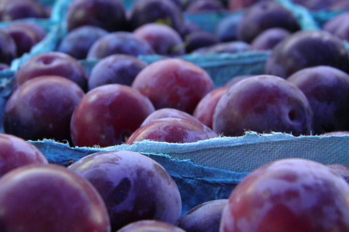 Rusiya, Azərbaycandan aparılan gavalını məhv etdi