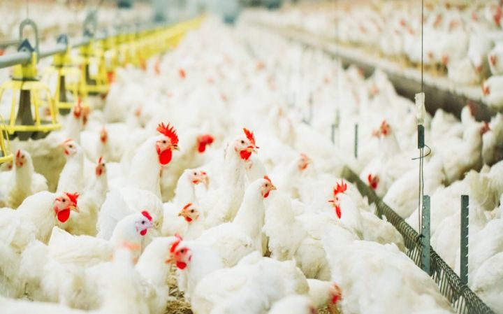 Broyler şirkətinin səhmdarları dividend ödənilməsi məsələsinə baxacaqlar