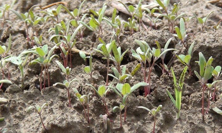 Azərbaycanda ilk dəfə Saatlıda əkilib, yüksək çıxış alınıb