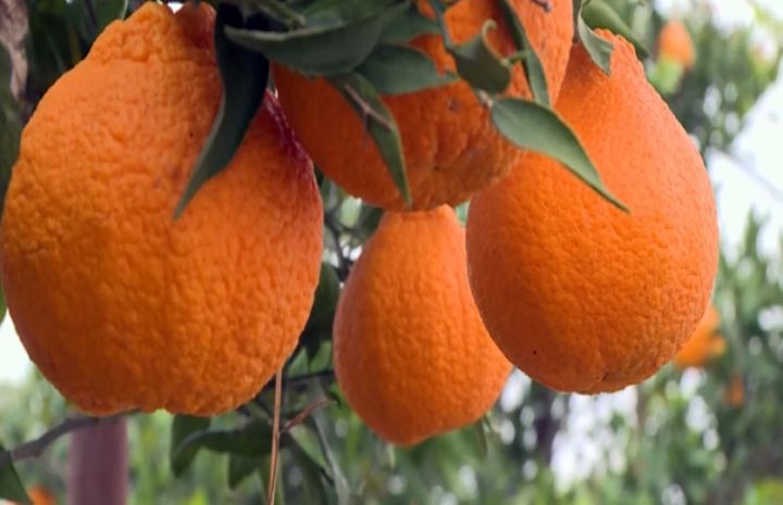 Lənkəranda  yetişən hallabonqun daxili bazarda satışı zəifdir