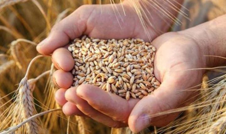 Rusiyanın guya Ukraynadan taxıl oğurlaması ilə bağlı iddialara cavab verildi