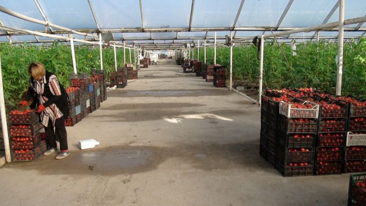 İmişlidə 2,5 hektar ərazidə yeni istixana fəaliyyətə başlayacaq