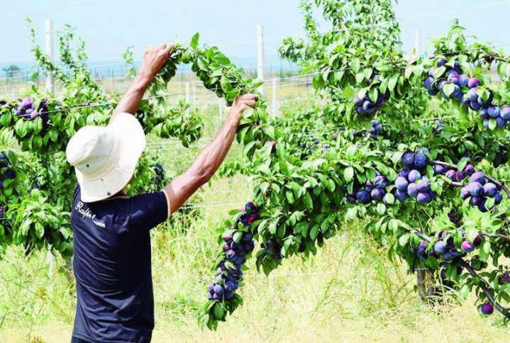 Azərbaycanda meyvə bağlarının güzəştli sığortası başladı – ŞƏRTLƏR, MƏBLƏĞLƏR, MİSALLAR